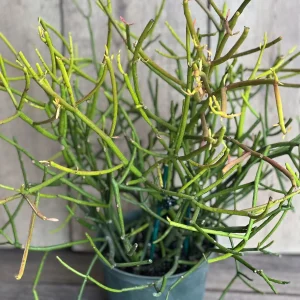 Pencil Cactus Live Plant - Euphorbia tirucalli - 6 inch Pot - Indoor Succulent - Image 3