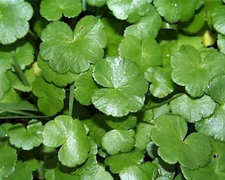Pennywort Seeds - Gotu Kola (Centella Asiatica) - Rau Ma Seeds - Asian Vegetable Seeds - Image 2