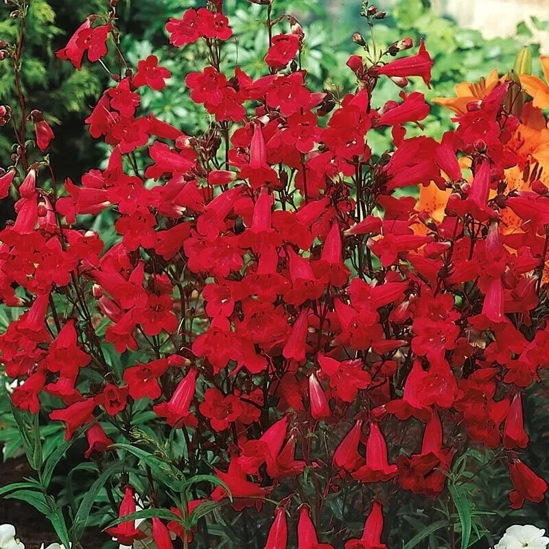 Penstemon Eaton's Red Hummingbird Beardtongue Seeds - Perennial Flower, 200 Seeds, Non-GMO - Image 2