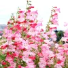 Penstemon Foxglove Beardtongue Live Plant - Hardy Perennial Wildflower Starter - Image 1