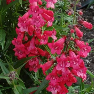 Penstemon Foxglove Beardtongue Live Plant - Hardy Perennial Wildflower Starter - Image 8