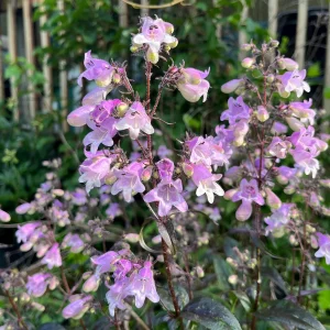 Penstemon Foxglove Beardtongue Live Plant - Hardy Perennial Wildflower Starter - Image 9