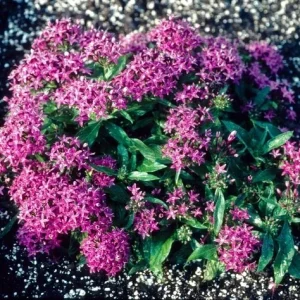 Pentas New Look Violet Seeds - 500 Count Flowering Annual for Outdoor Gardens - Image 2