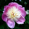 Peony 'Bowl of Beauty' Bareroot - Paeonia lactiflora - Pink & Yellow Flower - Image 1