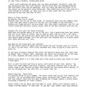 Peony 'Bowl of Beauty' Bareroot - Paeonia lactiflora - Pink & Yellow Flower - Image 3