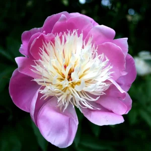 Peony 'Bowl of Beauty' Bareroot - Paeonia lactiflora - Pink & Yellow Flower - Image 1