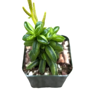 Peperomia Axillaris Succulent Plant - Live Plant - Drought Tolerant - Image 1