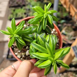 Peperomia Axillaris Succulent Plant - Live Plant - Drought Tolerant - Image 6