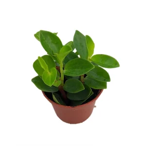 Peperomia 'Bamboo Stalks' Live Plant – Easy Care Houseplant – 2.5