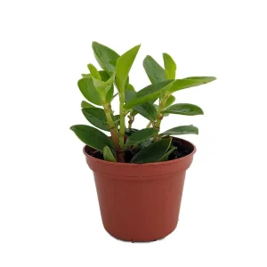 Peperomia 'Bamboo Stalks' Live Plant – Easy Care Houseplant – 2.5