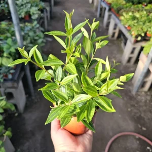 Peperomia Beetle Live Plant – Peperomia angulata Indoor Houseplant – 2in or 4in Pot - Image 1