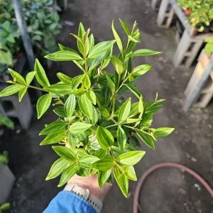 Peperomia Beetle Live Plant – Peperomia angulata Indoor Houseplant – 2in or 4in Pot - Image 4