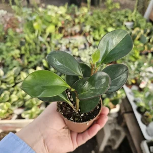 Peperomia clusiifolia Red Margin Live Plant | Radiator Plant | 2in Pot | Indoor - Image 4