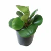Peperomia Green Live Plant – Peperomia obtusifolia – 3.5 inch Pot – Indoor Houseplant - Image 1