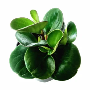 Peperomia Green Live Plant – Peperomia obtusifolia – 3.5 inch Pot – Indoor Houseplant - Image 3