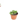 Peperomia Hope Live Plant - 2 inch Potted Houseplant Indoor - Image 1