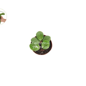 Peperomia Hope Live Plant - 2 inch Potted Houseplant Indoor - Image 2
