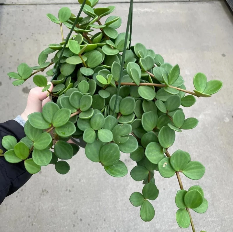 Peperomia Hope Live Plant - 2" Pot - Trailing Indoor Houseplant - Image 2