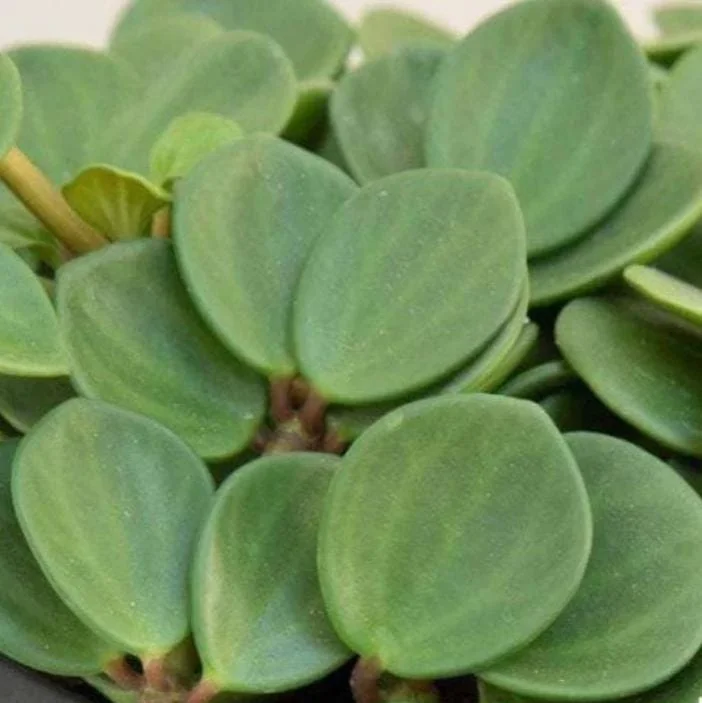 Peperomia Hope Live Plant - 2" Pot - Trailing Indoor Houseplant - Image 3