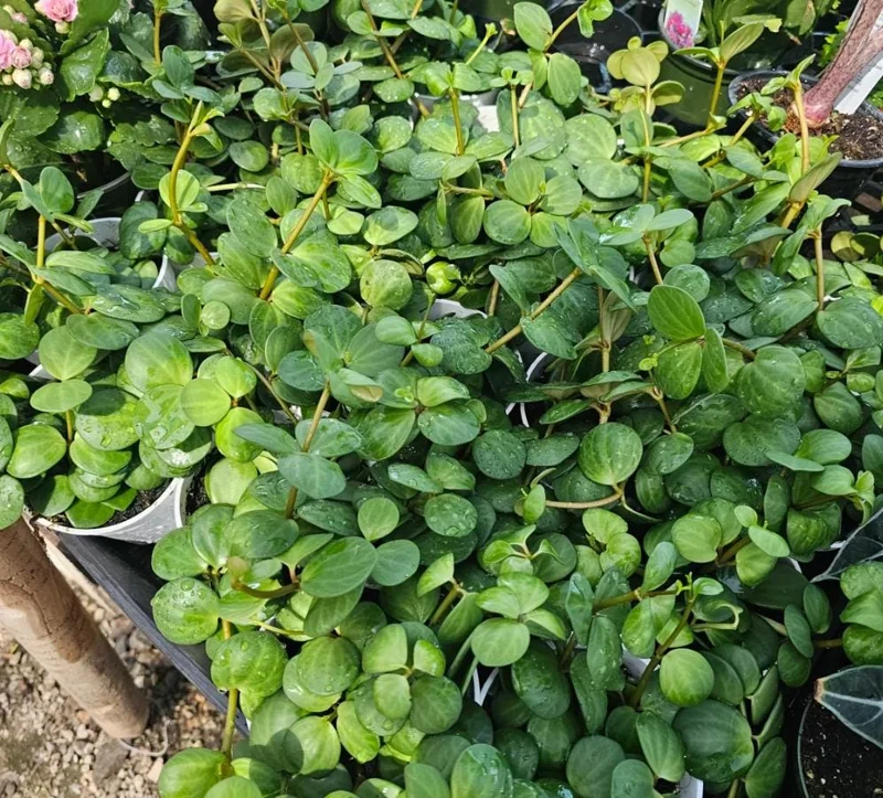 Peperomia Hope Live Plant - 2" Pot - Trailing Indoor Houseplant - Image 4