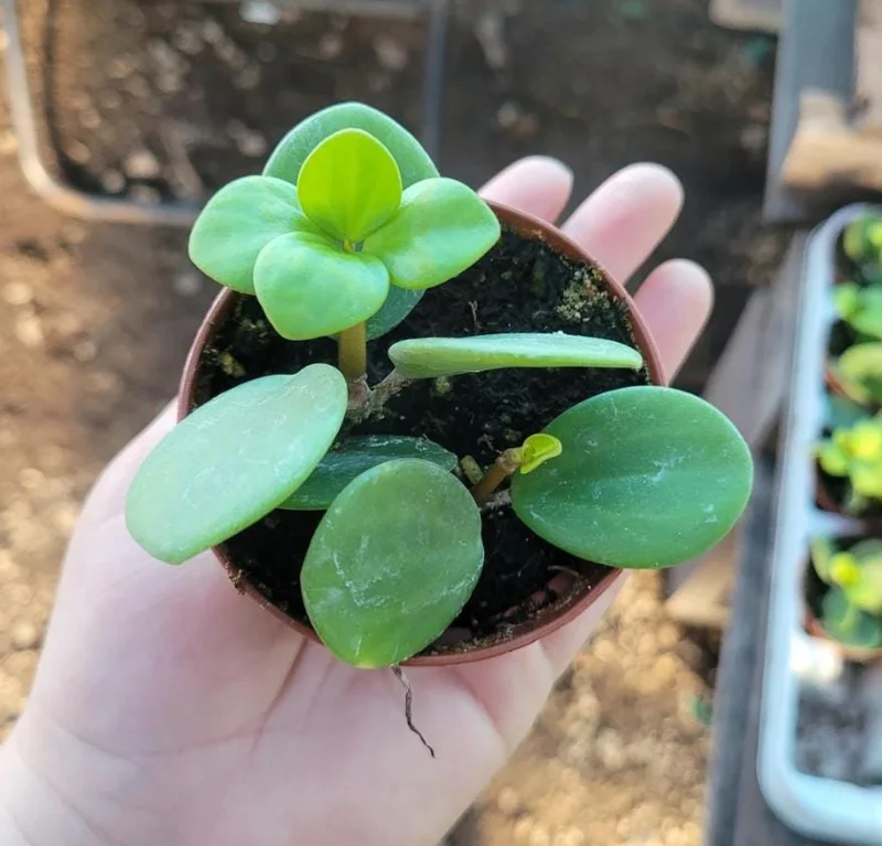 Peperomia Hope Live Plant - 2" Pot - Trailing Indoor Houseplant - Image 5