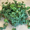 Peperomia Hope Live Plant - 2" Pot - Trailing Indoor Houseplant - Image 1