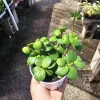 Peperomia Hope Live Plant – 2in & 4in Pot – Indoor Houseplant - Image 1