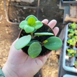 Peperomia Hope Live Plant – 2in & 4in Pot – Indoor Houseplant - Image 2