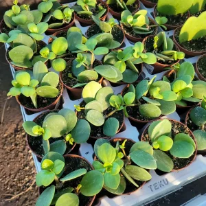 Peperomia Hope Live Plant – 2in & 4in Pot – Indoor Houseplant - Image 4