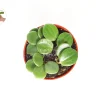 Peperomia Hope Live Plant, 4 inch Potted Houseplant, Indoor Foliage - Image 1