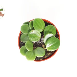 Peperomia Hope Live Plant, 4 inch Potted Houseplant, Indoor Foliage - Image 1