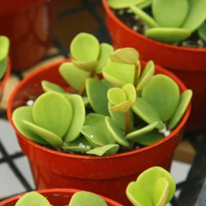 Peperomia Hope Live Plant – Trailing Indoor Foliage – 4 inch Pot - Image 5