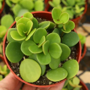 Peperomia Hope Live Plant – Trailing Indoor Foliage – 4 inch Pot - Image 6