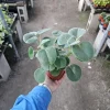 Peperomia Incana Felted Pepperface Live Plant - Soft Velvet Leaves - 4in Pot - Indoor Houseplant - Image 1