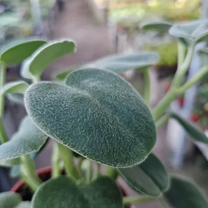 Peperomia Incana Felted Pepperface Live Plant - Soft Velvet Leaves - 4in Pot - Indoor Houseplant - Image 2