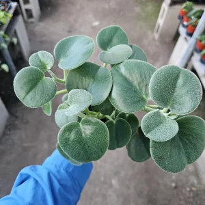 Peperomia Incana Felted Pepperface Live Plant - Soft Velvet Leaves - 4in Pot - Indoor Houseplant - Image 4