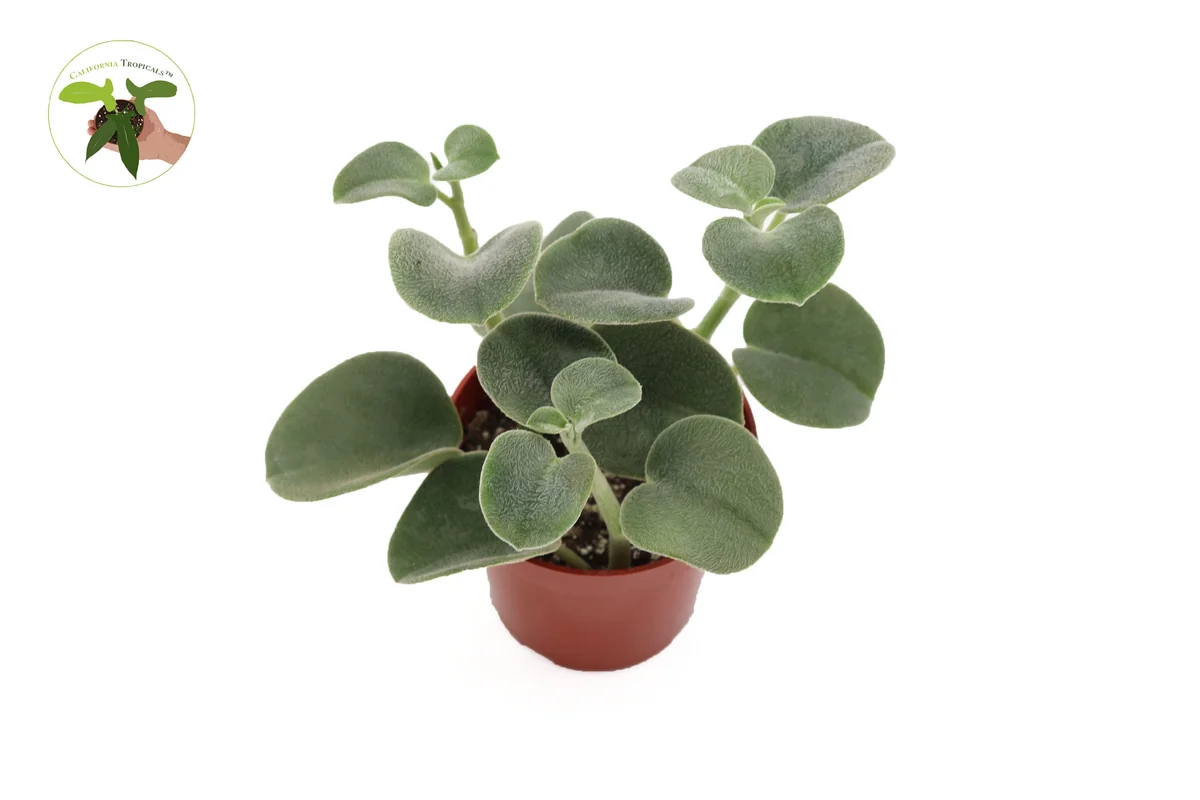 Peperomia Incana Live Plant – Fuzzy Succulent – 4 Inch Pot – Indoor Houseplant - Image 1