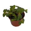 Peperomia La Laja Trace Live Plant - 2.5" Pot - Indoor Houseplant - Image 1