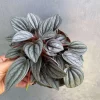 Peperomia Napoli Nights Live Plant - 4 inch Nursery Pot, Silver Green Foliage Indoor - Image 1