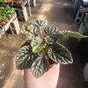 Peperomia Napoli Nights Live Plant – Radiator Plant – 2 inch Pot – Indoor - Image 1