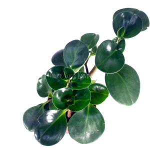 Peperomia Obtusifolia Live Plant – 4 inch Pot – Indoor Houseplant - Image 2