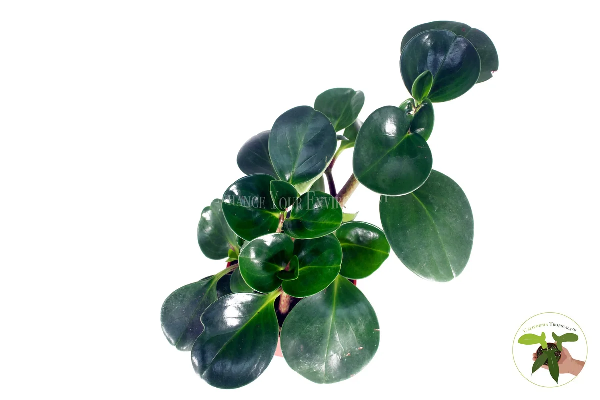 Peperomia Obtusifolia Live Plant – 4 inch Pot – Indoor Houseplant - Image 2