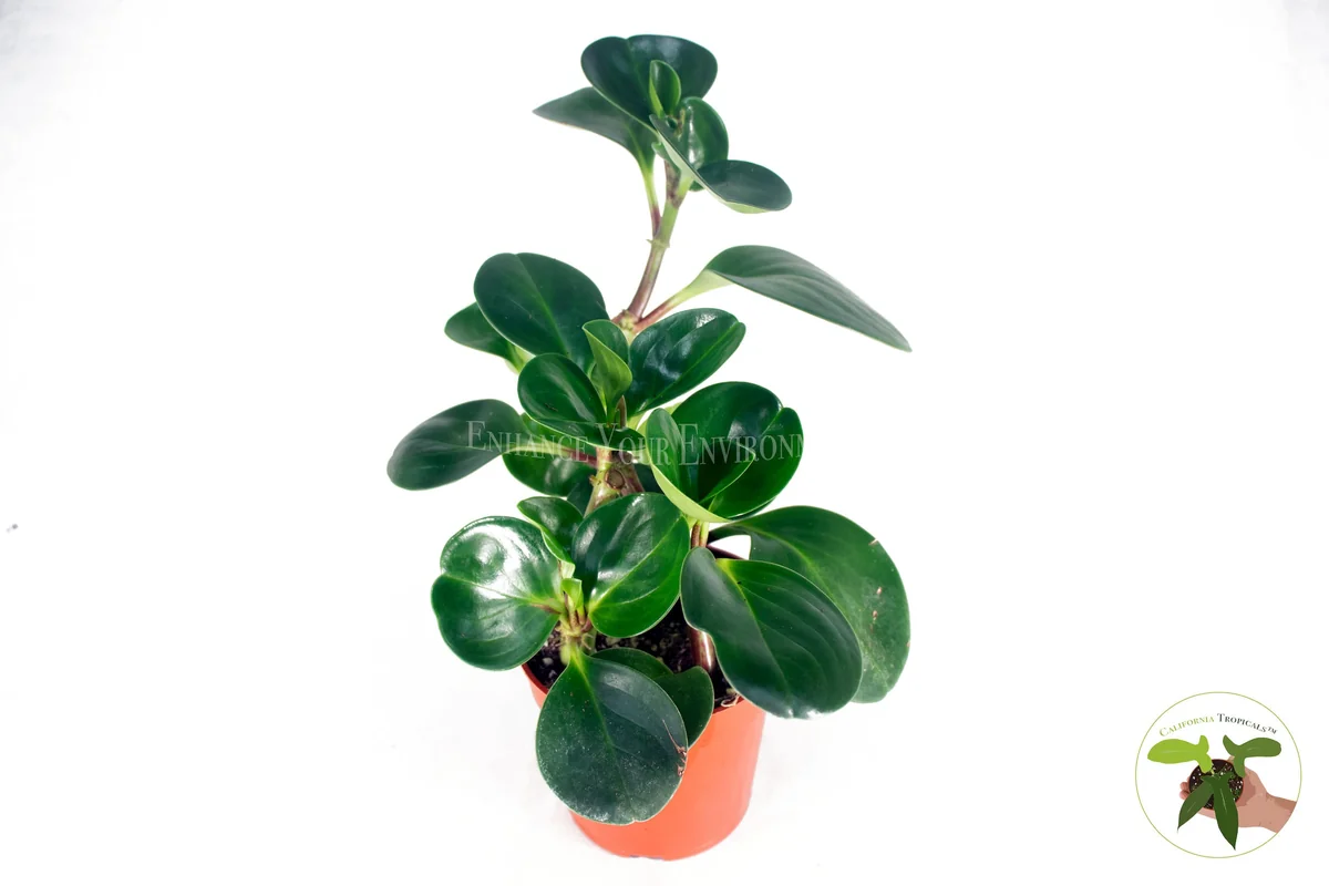 Peperomia Obtusifolia Live Plant – 4 inch Pot – Indoor Houseplant - Image 1