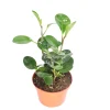 Peperomia Obtusifolia Live Plant – 6-inch Pot – Indoor Houseplant - Image 1