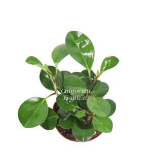 Peperomia Obtusifolia Live Plant – 6-inch Pot – Indoor Houseplant - Image 2