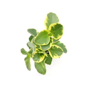 Peperomia Obtusifolia Variegated Live Plant – Baby Rubberplant – 4 inch Pot – Indoor - Image 10