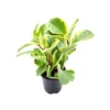 Peperomia Obtusifolia Variegated Live Plant – Baby Rubberplant – 4 inch Pot – Indoor - Image 1