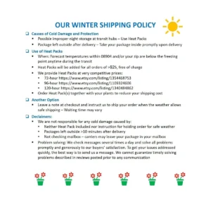 Peperomia Obtusifolia Variegated Live Plant – Baby Rubberplant – 4 inch Pot – Indoor - Image 2