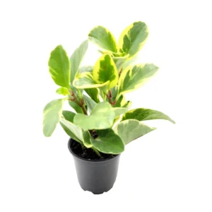 Peperomia Obtusifolia Variegated Live Plant – Baby Rubberplant – 4 inch Pot – Indoor - Image 3