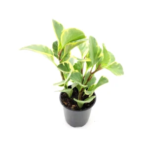 Peperomia Obtusifolia Variegated Live Plant – Baby Rubberplant – 4 inch Pot – Indoor - Image 4
